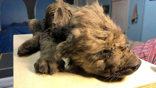 Encuentran en Siberia un cachorro canino perfectamente conservado que vivió hace 18.000 años